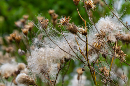 Cirsium arvense is a species of perennial plants of the thistle family of the aster. Autumn plants...