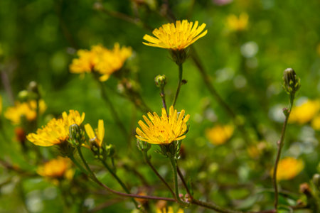 Rough Hawksbeard Crepis biennis plant blooming in a meadow.