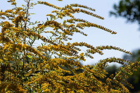 The wild flowers of Solidago altissima in autumn.