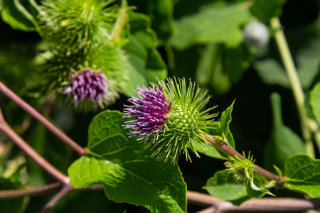 Arctium lappa - Young burdock leaves in an early summer.の写真素材