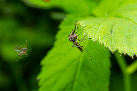 macro normal female mosquito isolated on green leaf.