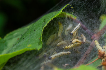 Group of Larvae of Bird-cherry ermine Yponomeuta evonymella pupate in tightly packed communal, white...