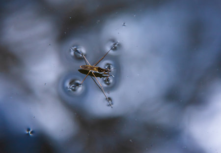 Insect Gerris lacustris, known as common pond skater or common water strider is a species of water strider, found in Europe have the ability to move quickly on the water surface and have hydrophobic legs.の写真素材