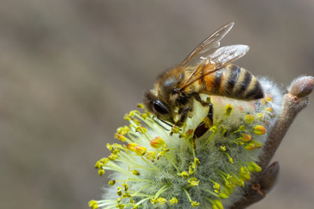 bee collects pollen on a yellow spring flower. willow branch with yellow spring flowers. delicate...