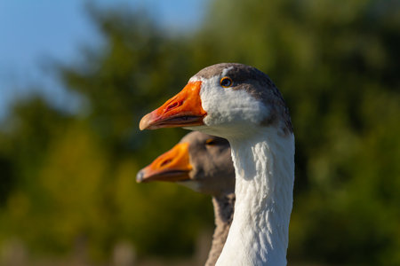 A domestic goose is a goose that humans have domesticated and kept for their meat, eggs, or down feathers. Domestic geese have been derived through selective breeding from the wild greylag goose.の写真素材