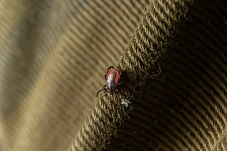 A dangerous insect mite on the tissue surface creeps towards the target, red.の写真素材