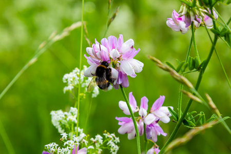 Closeup on a European small garden bumblebee, Bombus hortorum, drinking nectar form a purple thistle flower.の写真素材