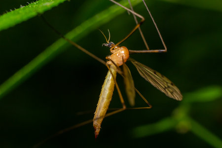 The insect, the Limonia stork fly in the family Limoniidae, has a very small body with orange coloration and long stilt legs and large black eyeballs.の写真素材