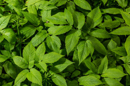 Green leaf texture. Green leaves pattern background. Natural background and wallpaper.の写真素材