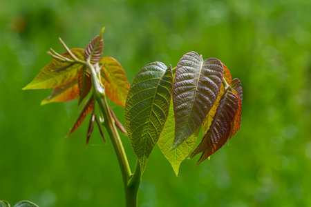 Natural background with walnut leaf.の写真素材