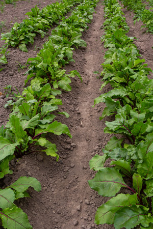 field of young green sugar beet.の写真素材