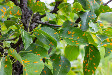 Pear leaves with pear rust infestation.の写真素材