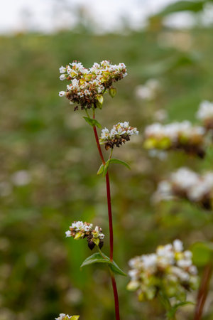 buckwheat flower on the field.の写真素材