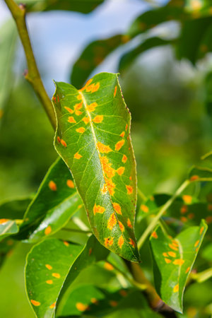 Pear leaves with pear rust infestation.
