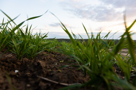 Young wheat seedlings growing in a soil.