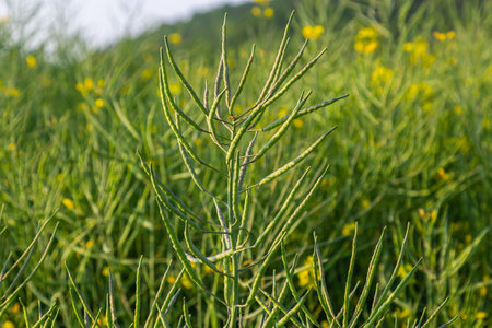 Rapeseed seed pods, close up Stems of rapeseed, Green Rapeseed field.の写真素材