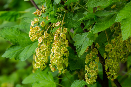 Red current flowers on a bush. Flowering current in early spring in the garden.の写真素材