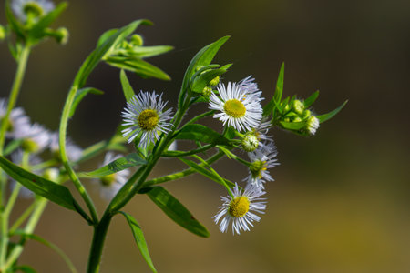 Erigeron annuus known as annual fleabane, daisy fleabane, or eastern daisy fleabane.
