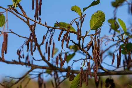 Speckled alders spread their seeds through cone-like structures.の写真素材