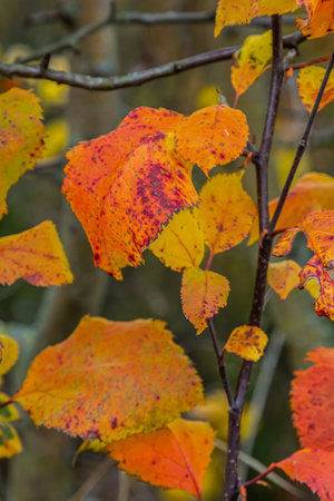 An image of autumn leaves with the forest background.の写真素材
