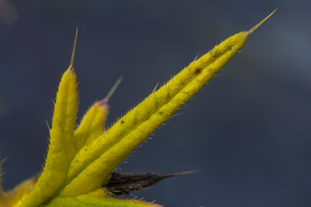 Creeping thistle leaves close-up view with blurred background.