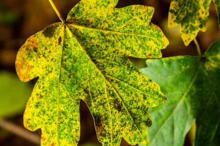 Green leaves background. Green leaves color tone dark in the morning.の写真素材