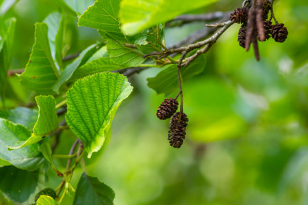 Speckled alders spread their seeds through cone-like structures.の写真素材
