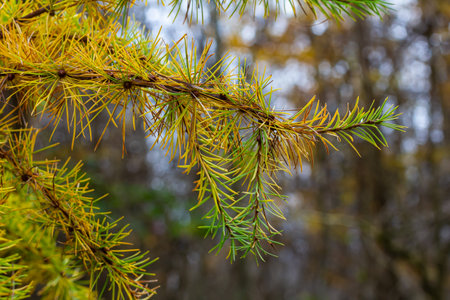 Yellow larch branch with a pine cone in autumn in a wet forest.の写真素材