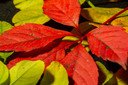 Colorful and bright background made of fallen autumn leaves.の写真素材