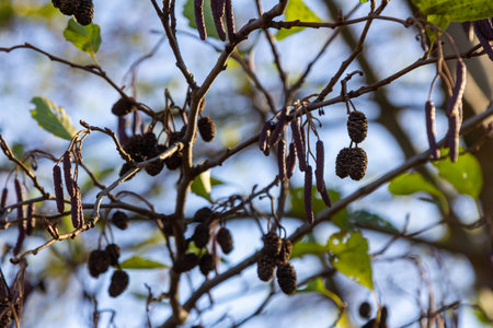 Speckled alders spread their seeds through cone-like structures.