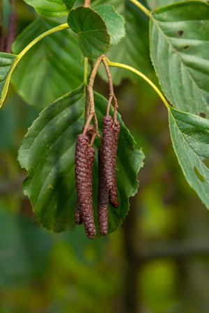 Speckled alders spread their seeds through cone-like structures.の写真素材