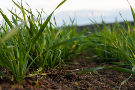 Young wheat seedlings growing in a soil.