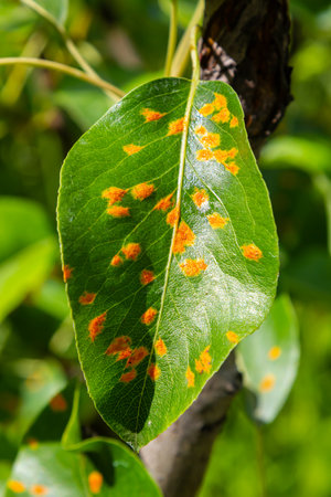 Pear leaves with pear rust infestation.