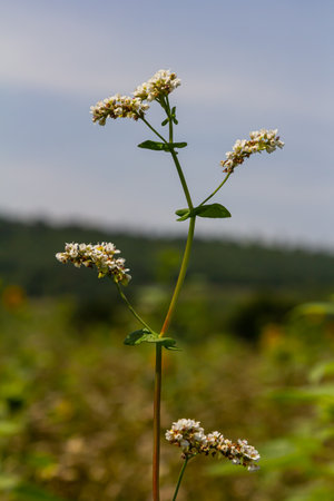 buckwheat flower on the field.の写真素材