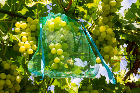 fresh bunch of white grapes on the field.の写真素材