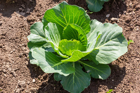 young cabbage sprout on the vegetable bed.の写真素材