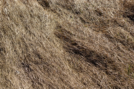 texture of dry grass from top view.の写真素材