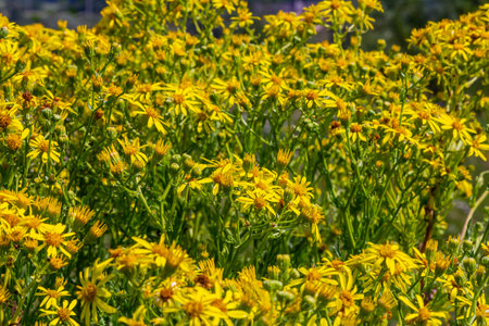 Yellow flowers of Senecio vernalis closeup on a blurred green background. selective focus.