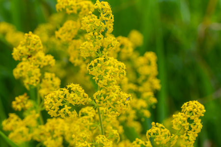 Galium verum, lady's bedstraw or yellow bedstraw low scrambling plant, leaves broad, shiny dark green, hairy underneath, flowers yellow and produced in dense clusters.の写真素材