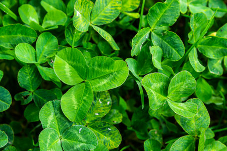 Four-leaf clover between three-leaf clovers. Green nature background. Four-leaf clover for a good...