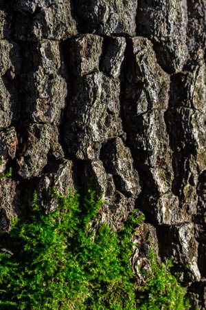 old wood tree bark texture with green moss.の写真素材