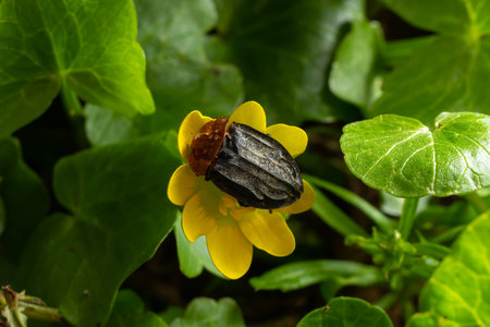 a carrion beetle - Oiceoptoma thoracica sits on a yellow flower in early spring in the forest.