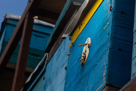 Group of bees near a beehive, in flight. Wooden beehive and bees. Bees fly out and fly into the...