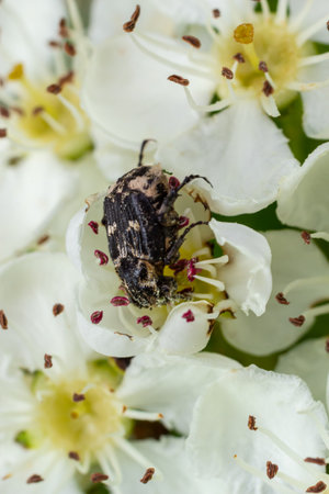 White spotted rose beetle: A Beneficial Insect for Pollination and Organic Recycling. Oxythyrea funesta.の写真素材