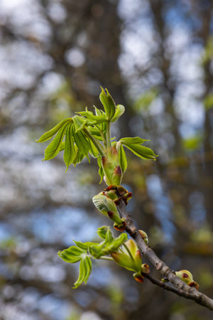 Spring chestnut branch with new leaves on blurred background close-up.の写真素材