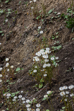 Mid-spring. The Coltsfoot, Tussilago have bloomed and are beginning to bear seeds. Formation of fluffy bats.の写真素材