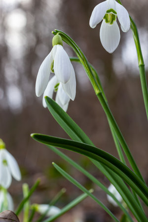 White snowdrop flowers close up. Galanthus blossoms illuminated by the sun in the green blurred background, early spring. Galanthus nivalis bulbous, perennial herbaceous plant in Amaryllidaceae family.の写真素材