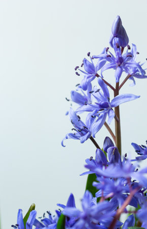 Beautiful blue flowers snowdrops Scilla bifolia alpine squill, two-leaf squill on a white background with space for text. Spring decoration.の写真素材