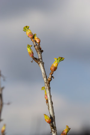 budding buds on a tree branch in early spring macro. Early spring, a twig on a blurred background....