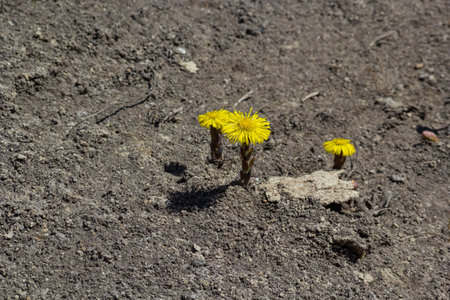 Tussilago farfara, commonly known as coltsfoot is a plant in the groundsel tribe in the daisy family Asteraceae. Flowers of a plant on a spring sunny day.の写真素材